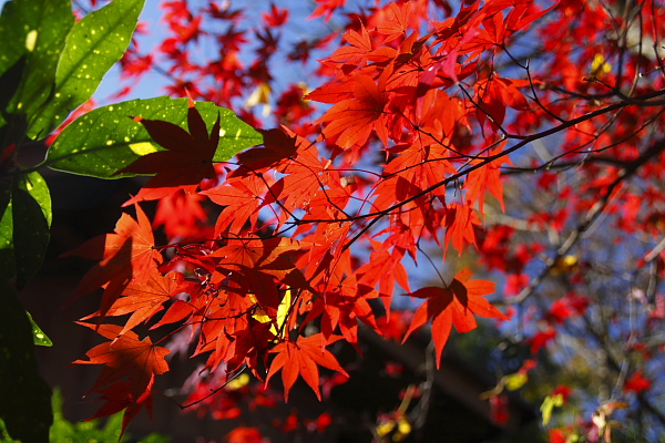 _MG_2850.JPG
