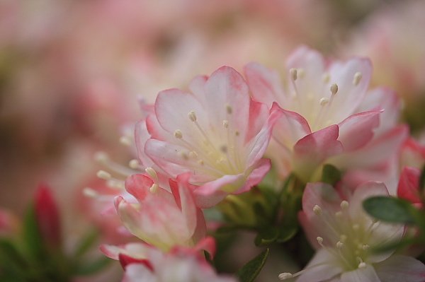 _MG_4440.JPG