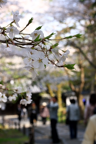 _MG_4669.JPG
