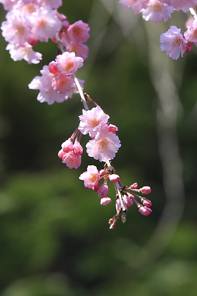 _MG_4684.JPG