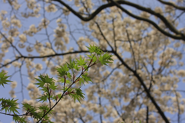 _MG_4784.JPG