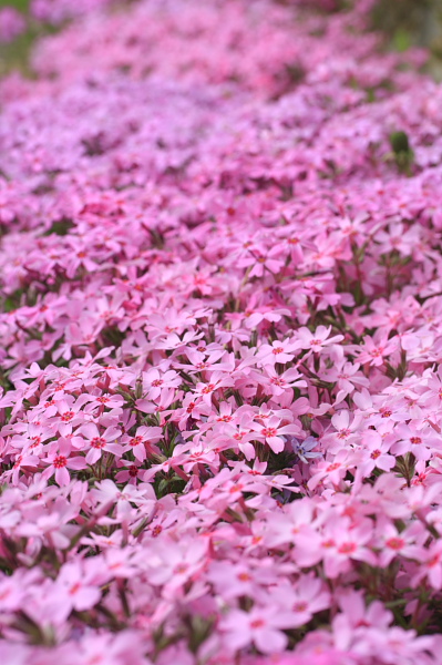 _MG_5789.JPG
