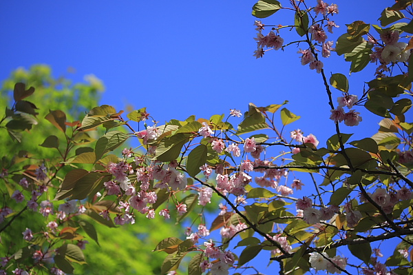 _MG_5956.JPG