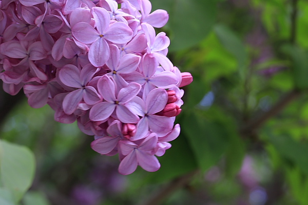_MG_5987.JPG