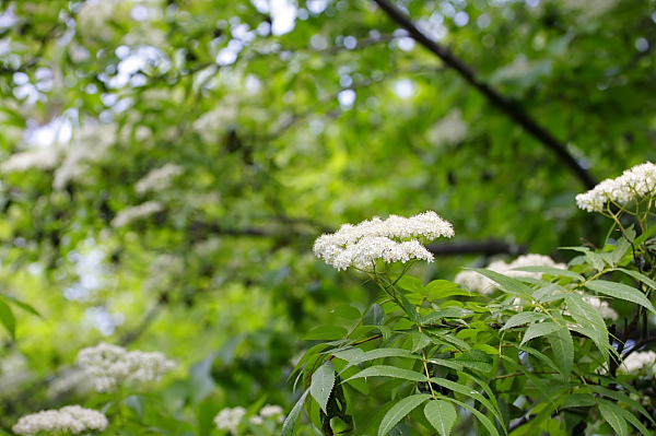 _MG_5992.JPG