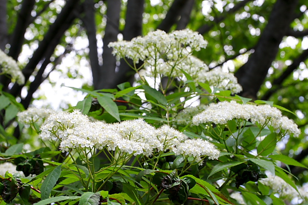 _MG_5995.JPG