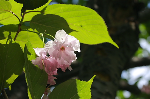 _MG_6001.JPG