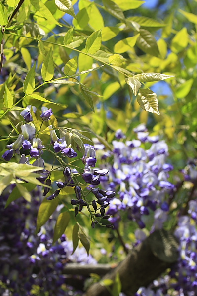 _MG_6022.JPG
