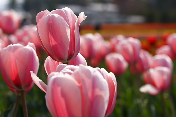 _MG_6047.JPG
