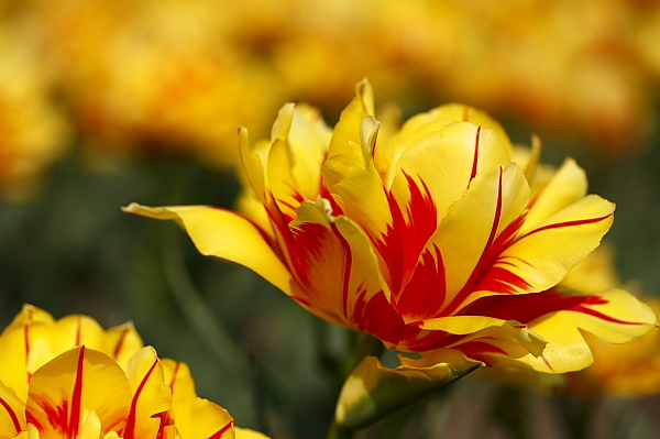 _MG_6160.JPG