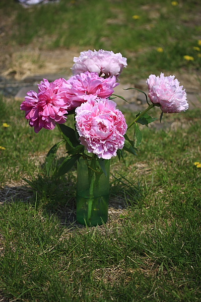 _MG_6316.JPG