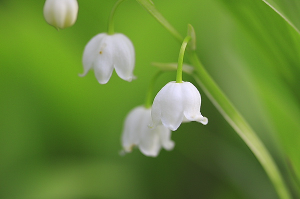 _MG_6340.JPG