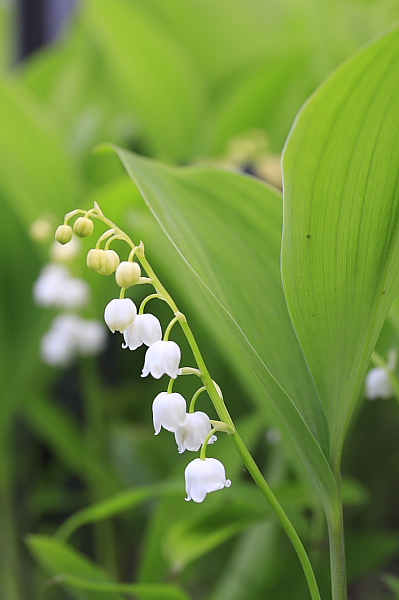 _MG_6356.JPG