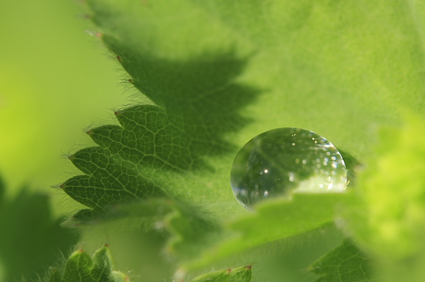 _MG_6476.JPG