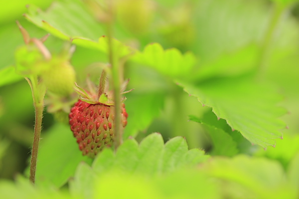 _MG_6554.JPG