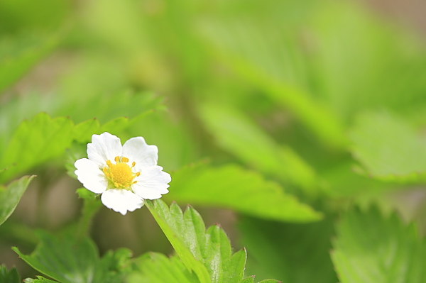 _MG_6555.JPG