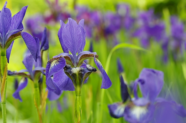 _MG_6715.JPG