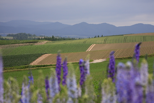 _MG_7510.JPG