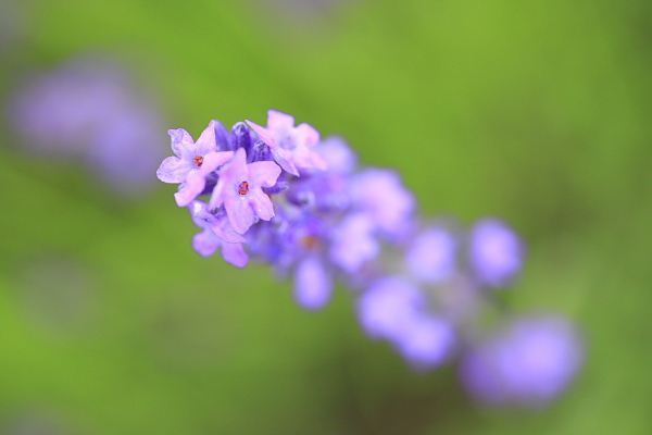 _MG_7769.JPG