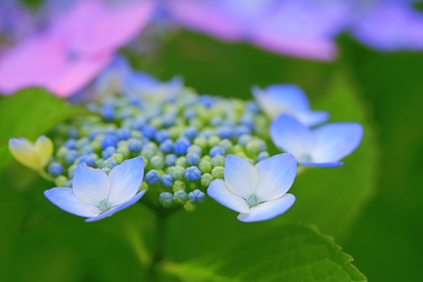 _MG_8231.JPG
