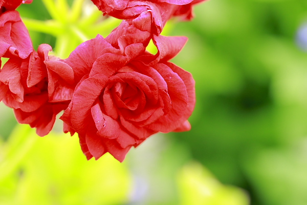 _MG_8507.JPG