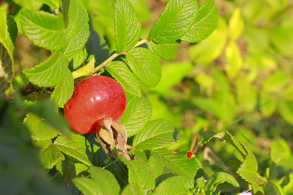 _MG_9035.JPG